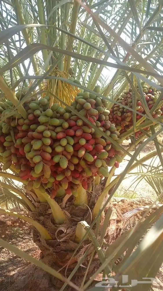 العنايه بجميع مزارع النخيل 7