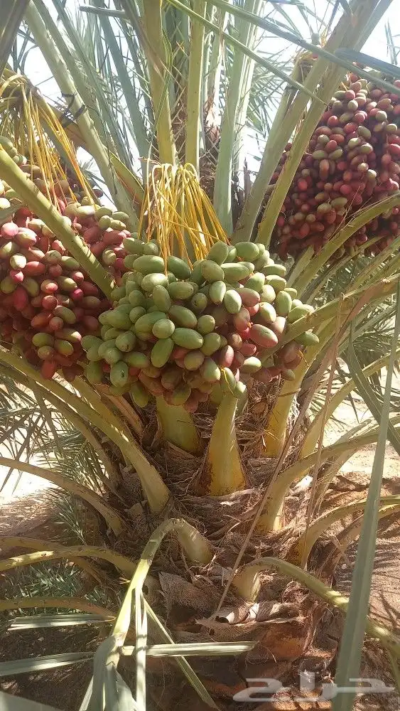 العنايه بجميع مزارع النخيل 6