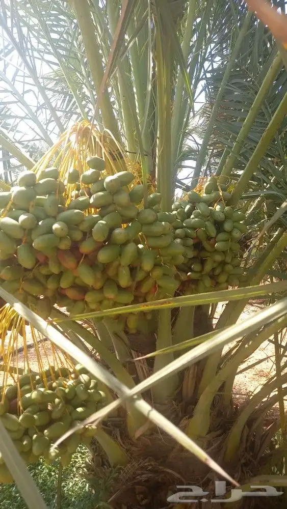 العنايه بجميع مزارع النخيل 5