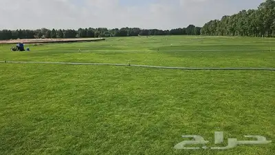 ثيل طبيعي 2