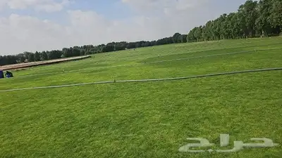 ثيل طبيعي 6