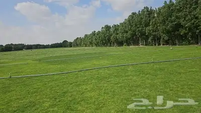ثيل طبيعي 5