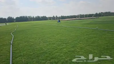 ثيل طبيعي 1