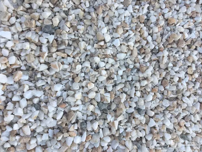 خرسان ابيض 8