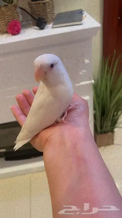 ببغاء روز أبيض البينو أليف وهدد 4