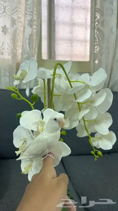 ببغاء روز أبيض البينو أليف وهدد 3