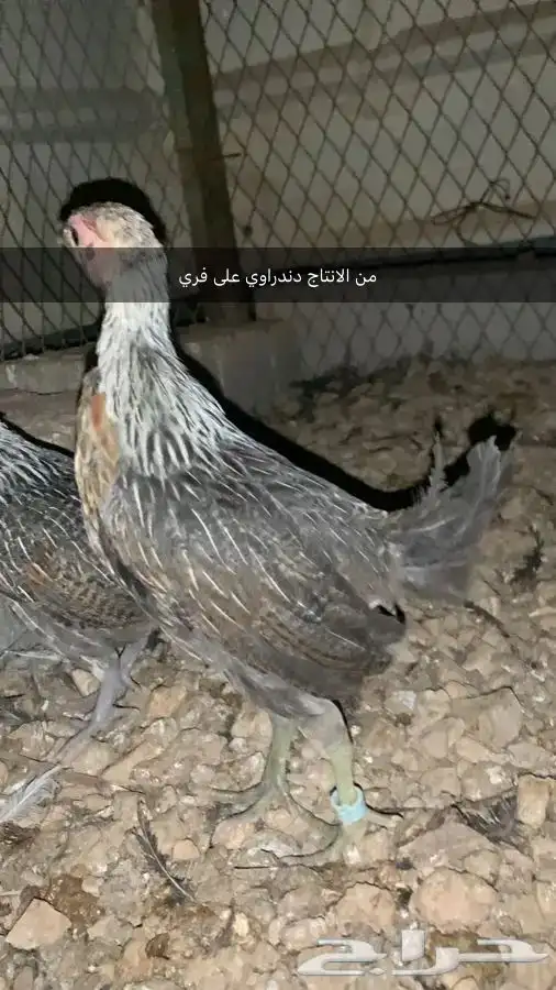 صوص  فروخ   بيض مخصب دجاج عربي 7