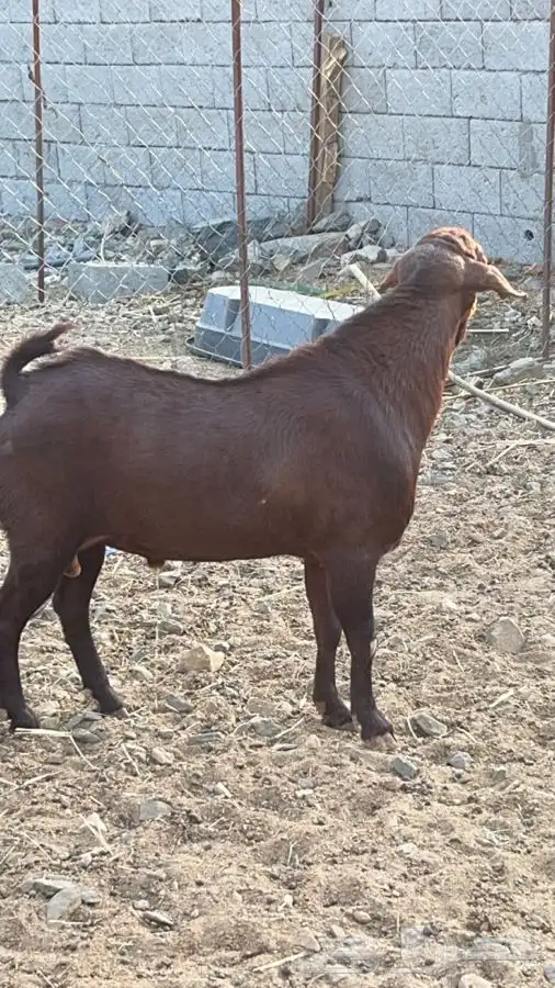 فحل مطور فاخر( تم البيع ) 0