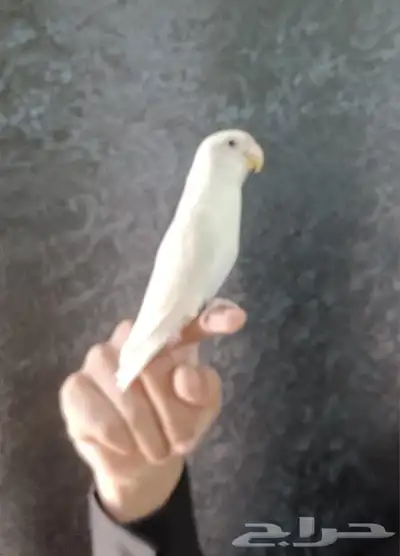 ببغاء روز أبيض البينو أليف وهدد 0