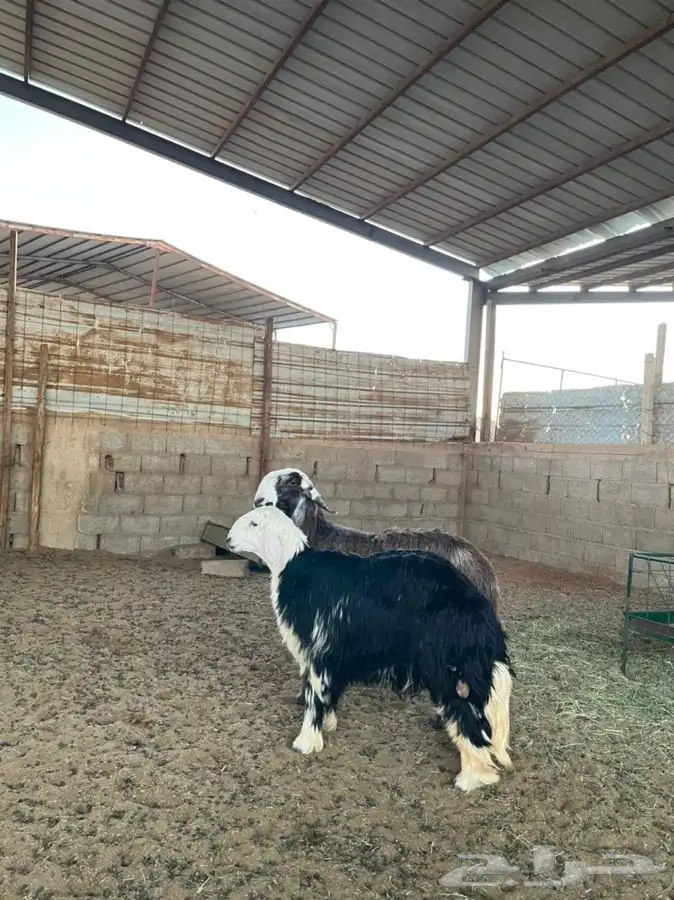 خرفان نجد 2