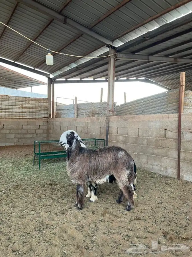 خرفان نجد 6