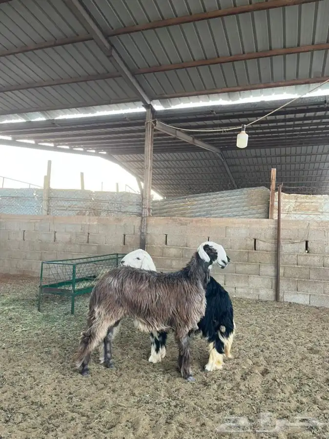 خرفان نجد 1