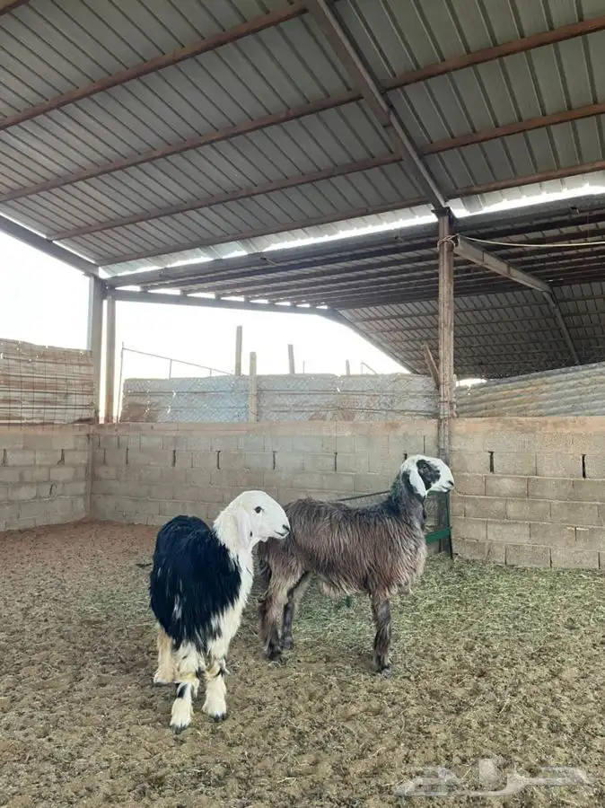 خرفان نجد 5