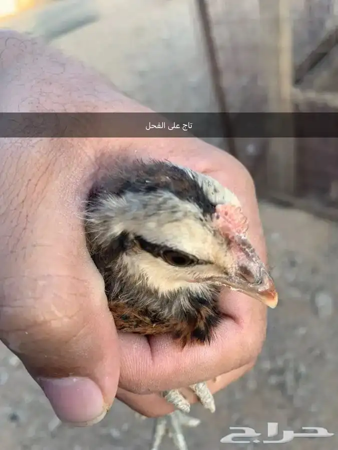 صوص  فروخ   بيض مخصب دجاج عربي 19