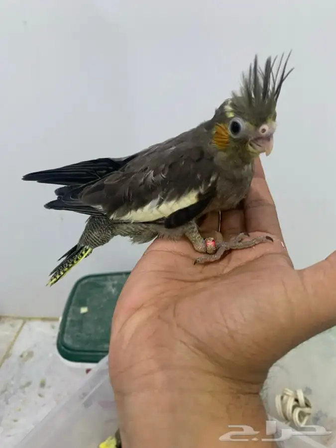 فروخ كروان تقبل الغر وعلى وشك فطام 3