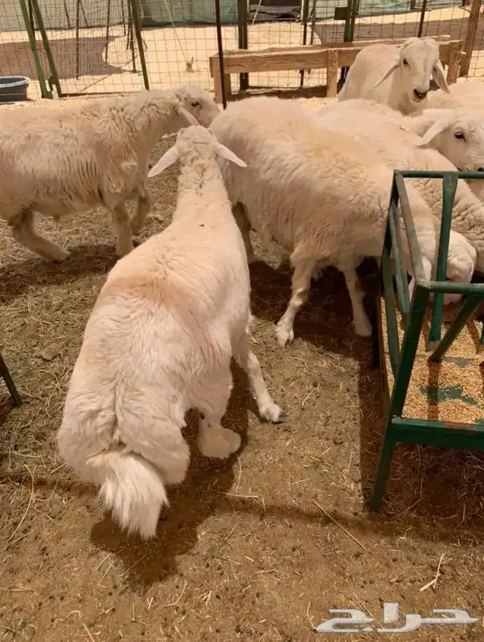 طليان حريه جبره وقعدان بلدي مشروطه 2
