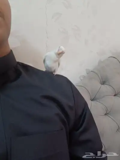 ببغاء روز أبيض البينو أليف وهدد 9