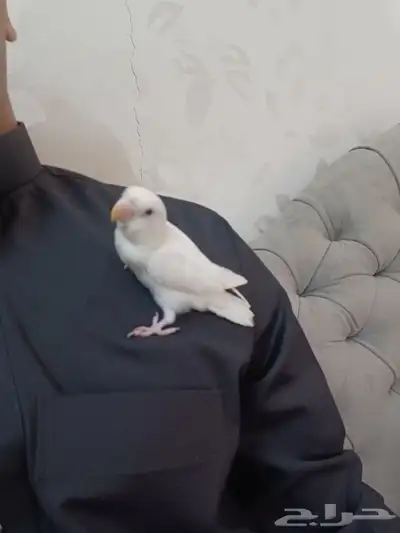 ببغاء روز أبيض البينو أليف وهدد 8