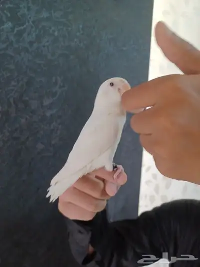 ببغاء روز أبيض البينو أليف وهدد 2
