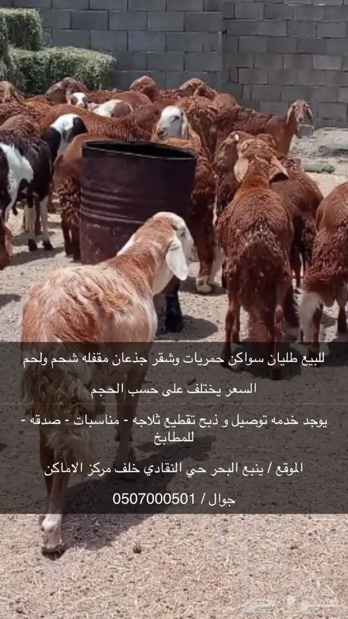 طليان سواكن طيبه وسمان مقفله شحم ولحم 0