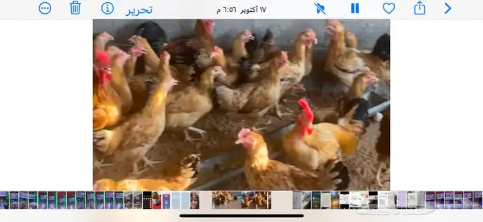 صوص تركي العدد 90 حبه 3