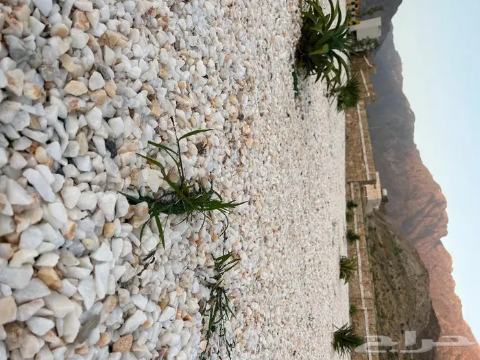 خرسان ابيض 12