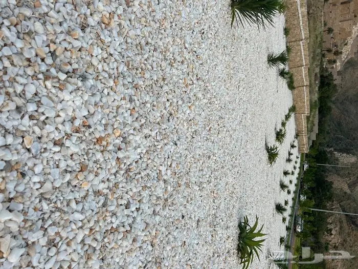 خرسان ابيض 13