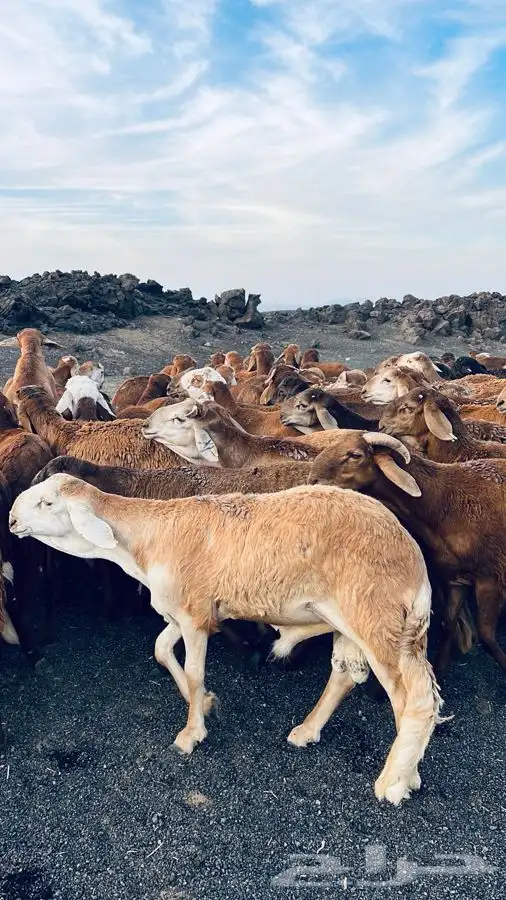 سواكن حمرية مرابي برية جذعان وثنيان 2
