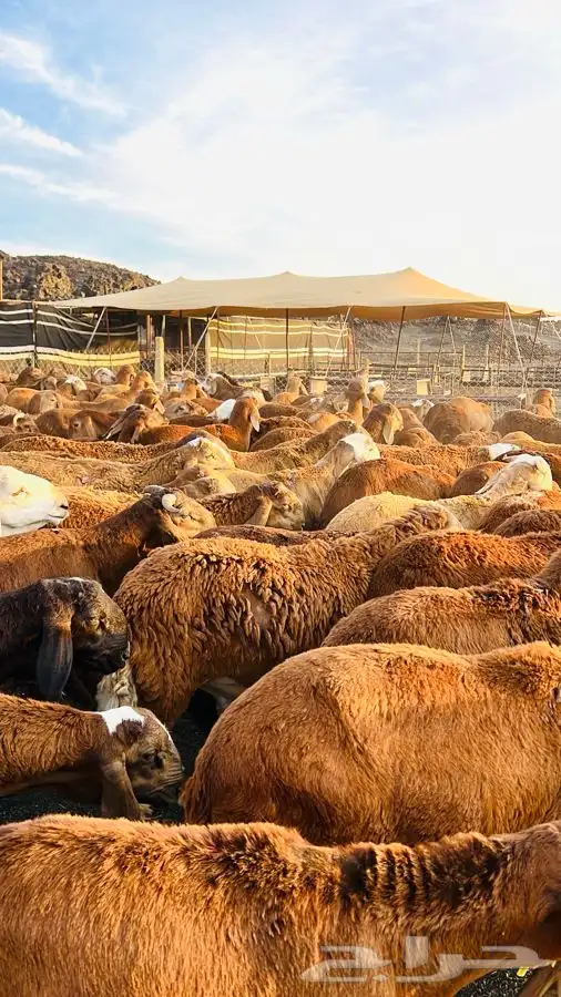سواكن حمرية مرابي برية جذعان وثنيان 3