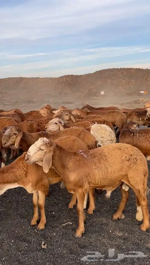سواكن حمرية مرابي برية جذعان وثنيان 0
