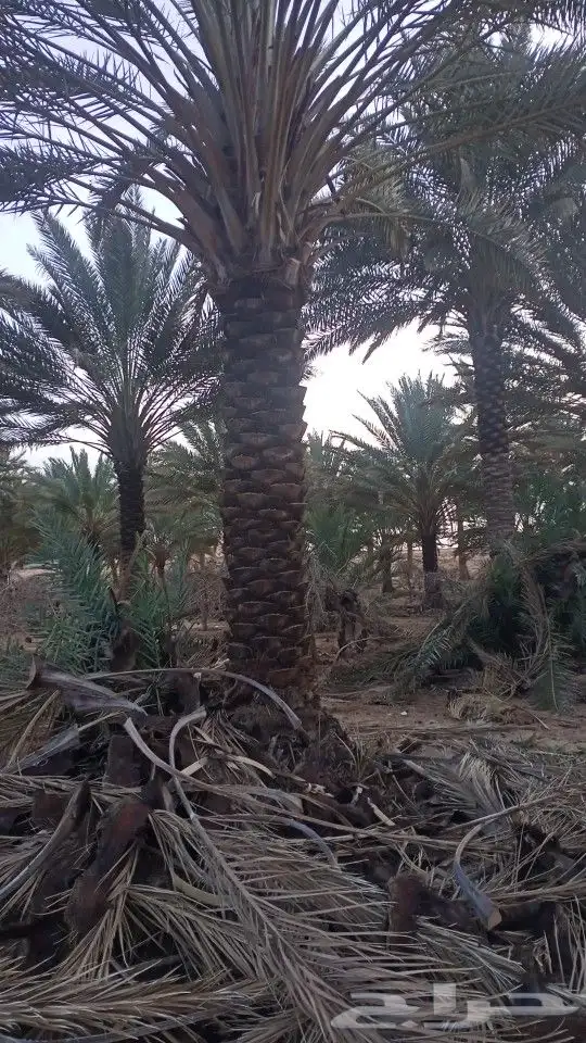 تنظيف وتكريب وتجوير المزارع بأسعار مناسبة 10