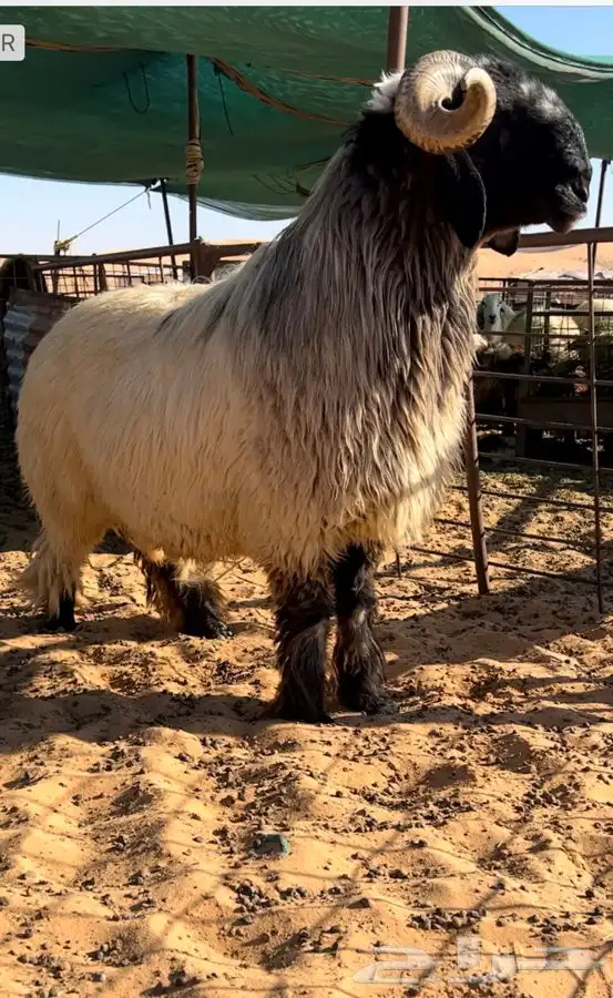 فحل نعيمي صنف خصم الخصم وموجد صور انتاجه 0