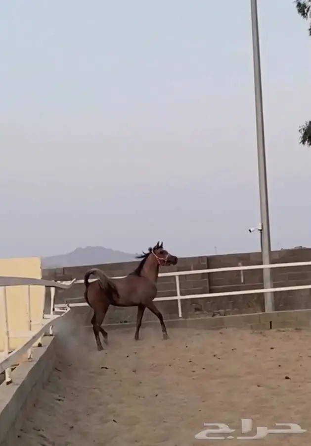 فرس فاخره من فواخر الشعبيات 0