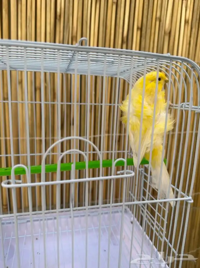 كناري مفتل باريسي تم البيع خارج الموقع 2