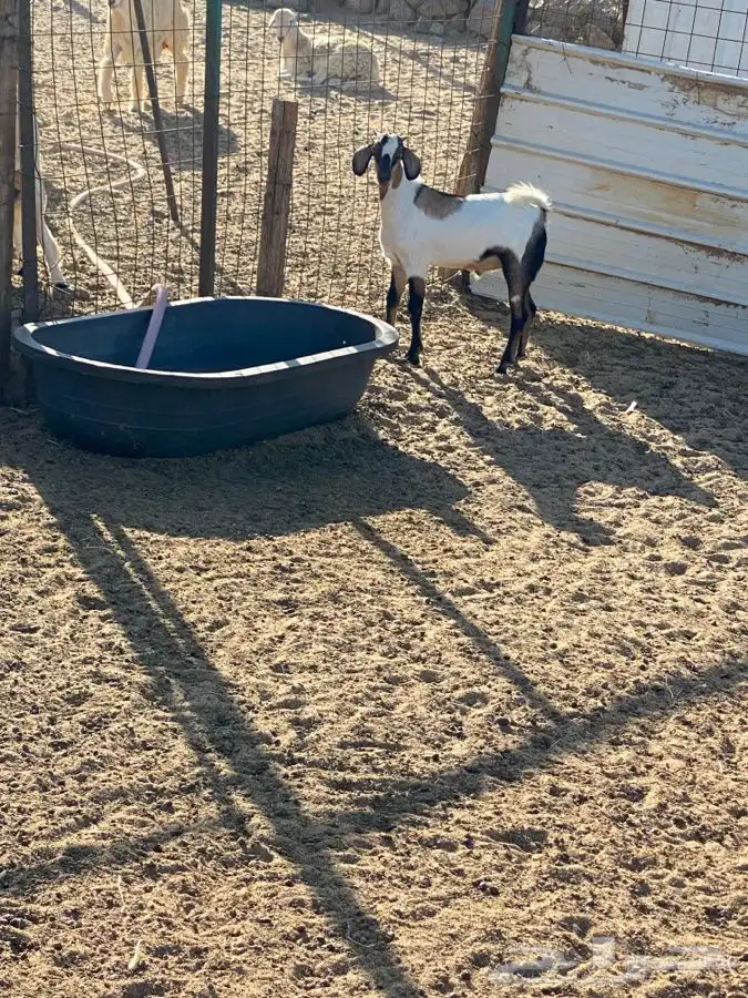 الشميسي طريق الخواجات قبل حوش الجابري يسار 0