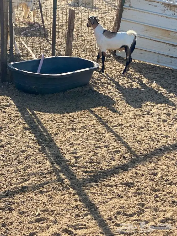 الشميسي طريق الخواجات قبل حوش الجابري يسار 1