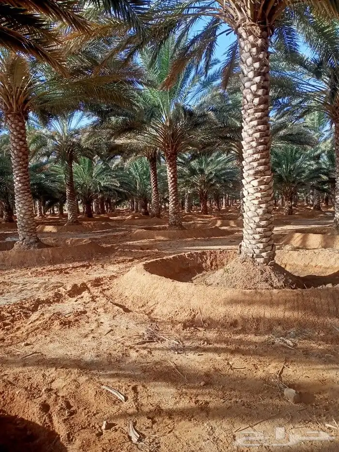 تنظيف وتكريب وتجوير المزارع بأسعار مناسبة 1