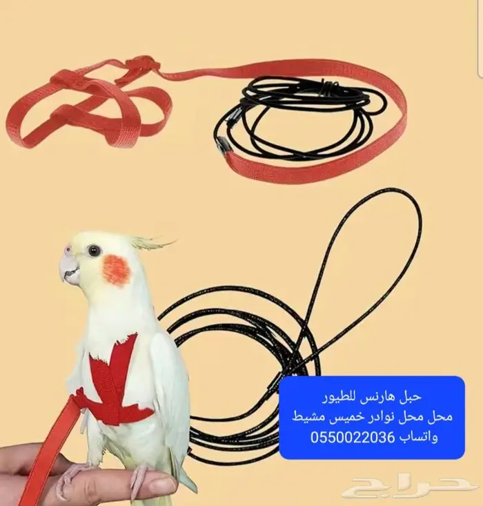 سرلاك طيور زينة واعلاف طيور ومستلزماتها 25