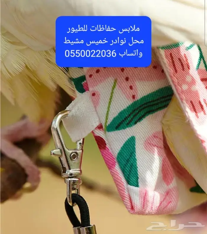 سرلاك طيور زينة واعلاف طيور ومستلزماتها 22