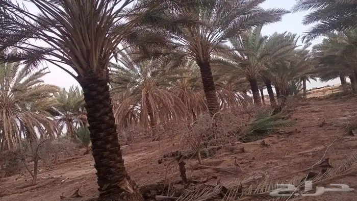تنظيف وتكريب وتجوير المزارع بأسعار مناسبة 9