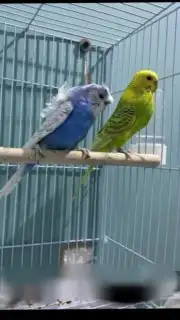 اتبنا اي شي من الطيور لوجه الله 0