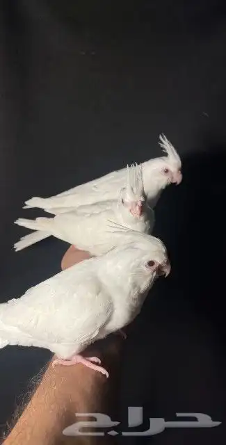 اتبنا اي شي من الطيور لوجه الله 26