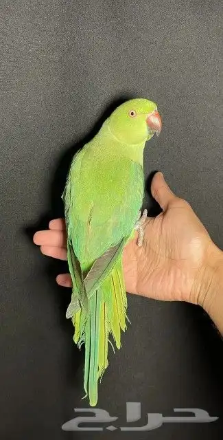 اتبنا اي شي من الطيور لوجه الله 22