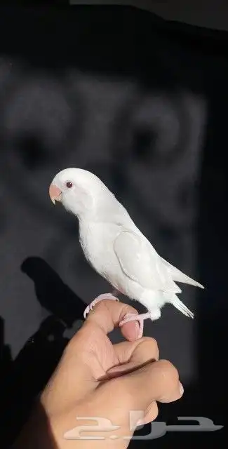 اتبنا اي شي من الطيور لوجه الله 24