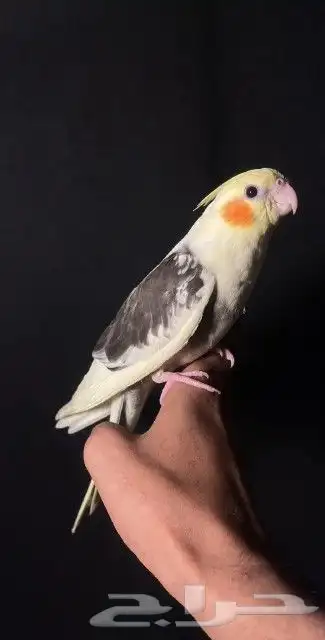 اتبنا اي شي من الطيور لوجه الله 23