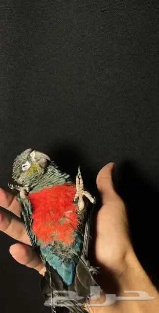 اتبنا اي شي من الطيور لوجه الله 21