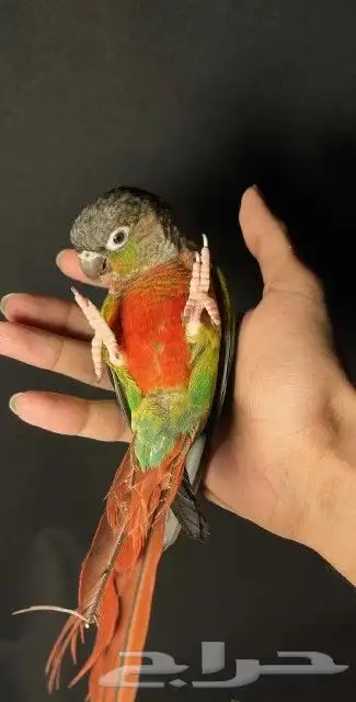 اتبنا اي شي من الطيور لوجه الله 18