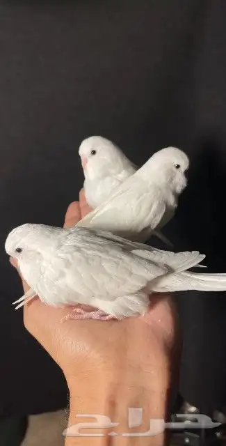 اتبنا اي شي من الطيور لوجه الله 19