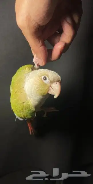 اتبنا اي شي من الطيور لوجه الله 25