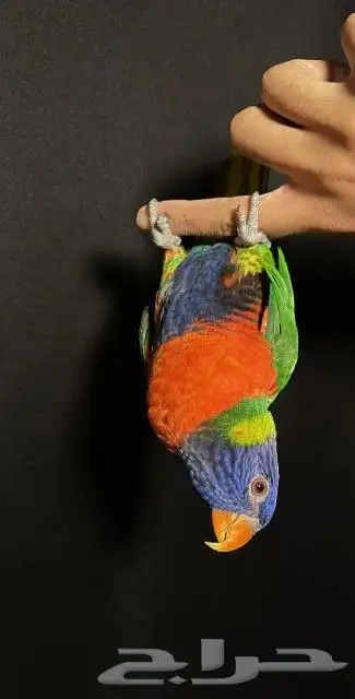 اتبنا اي شي من الطيور لوجه الله 20